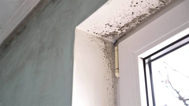 Environmental Consulting for Mold Prevention in Falkville, AL