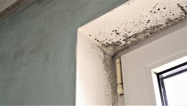 Dehumidification Services in Falkville, AL