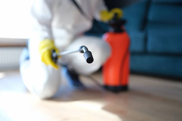 Best Mold Odor Removal Services  in Fkville, AL