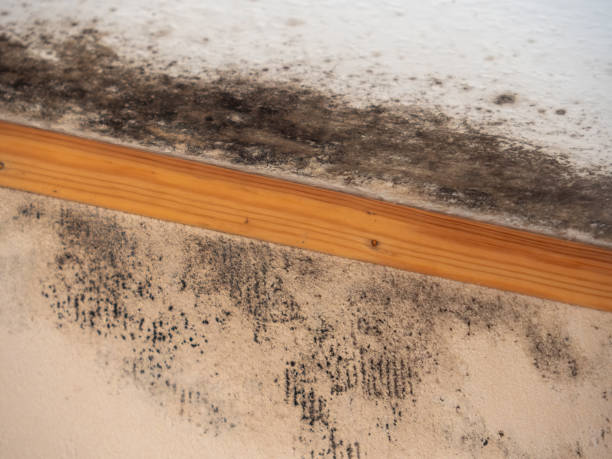 Best Asbestos and Lead Testing During Mold Inspection  in Fkville, AL