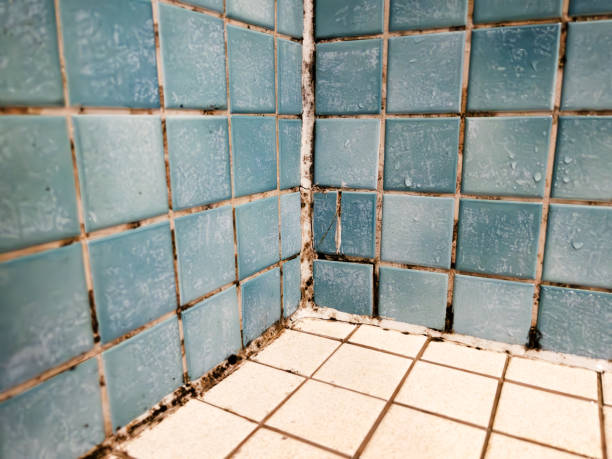Best Mold Prevention Services  in Fkville, AL